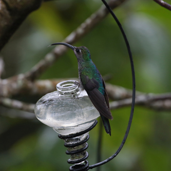 Magnificient Hummingbird